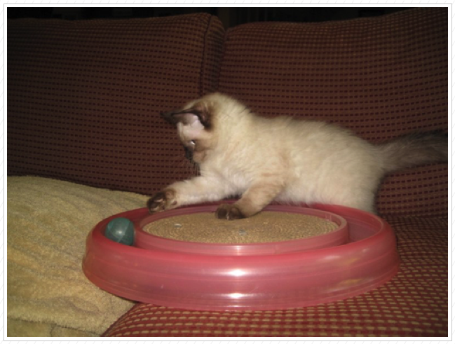 Bamboo at 3 months. Bamboo at 3 months.