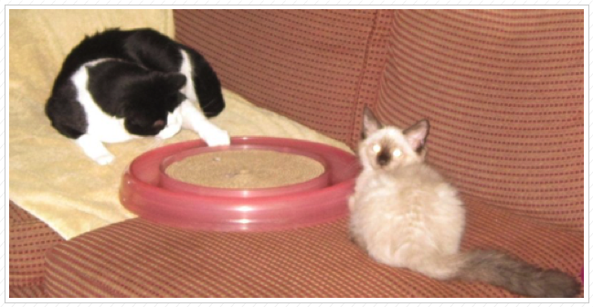 Batty teaching Bamboo. Batty teaching Bamboo.