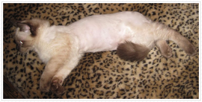 The Lion Cut! The Lion Cut!
