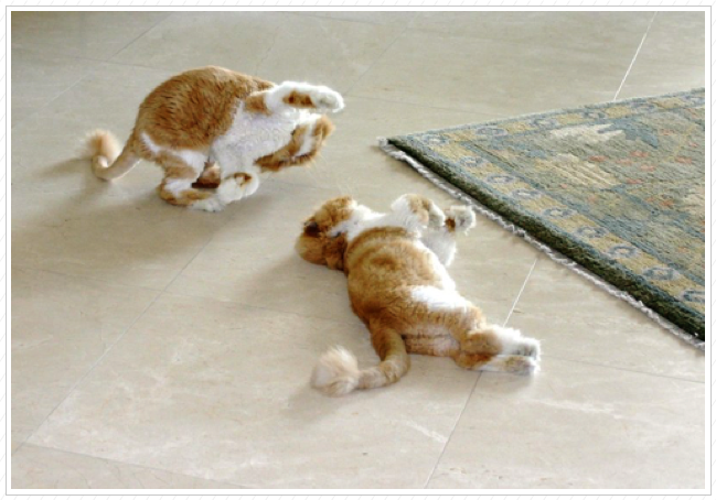 Cat fight!