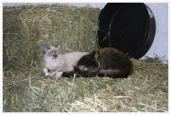 Buttons & Barley in the hay room. Buttons & Barley in the hay room.