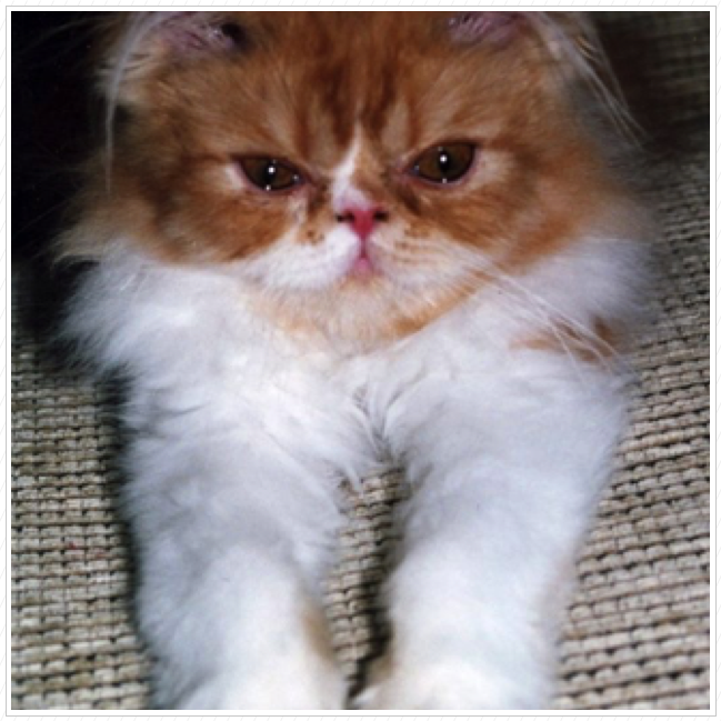Pumpkin as a baby. Pumpkin as a baby.