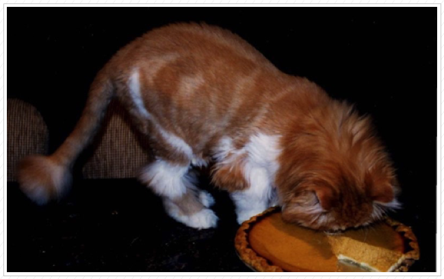 Pumpkin as a baby. Pumpkin as a baby.
