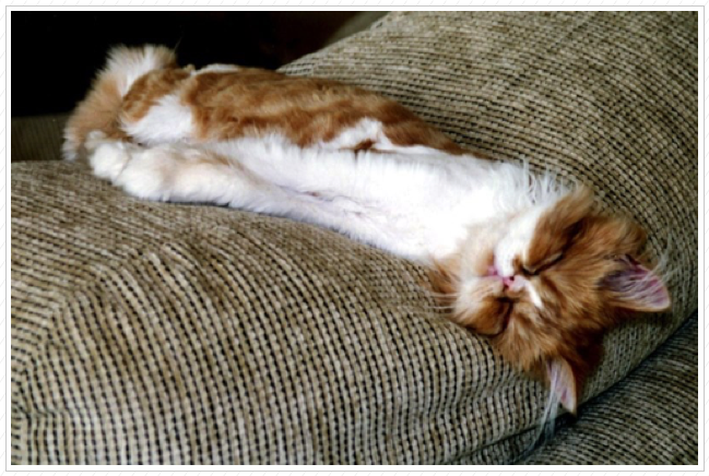 Snoozing Snoozing
