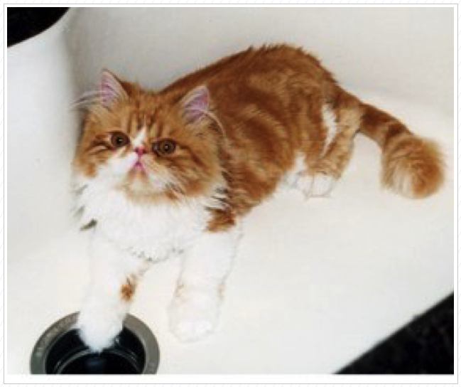 Pumpkin in the sink... power is off!