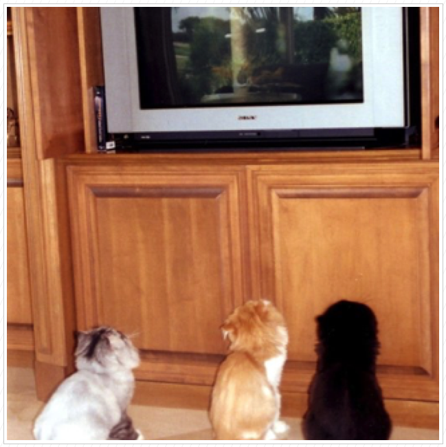 Favorite past-time...catnip video. Favorite past-time...catnip video.