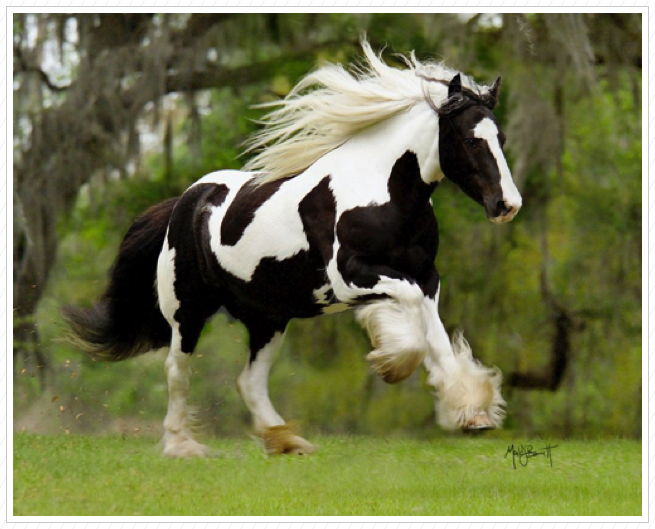 My favorite horse!