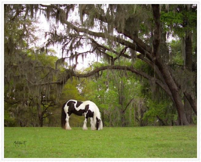 Panda in Ocala.