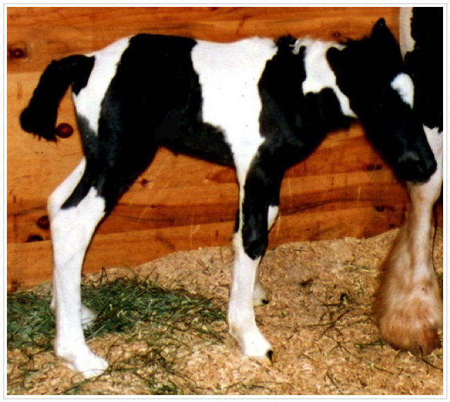 Tinker Toy as a Baby.